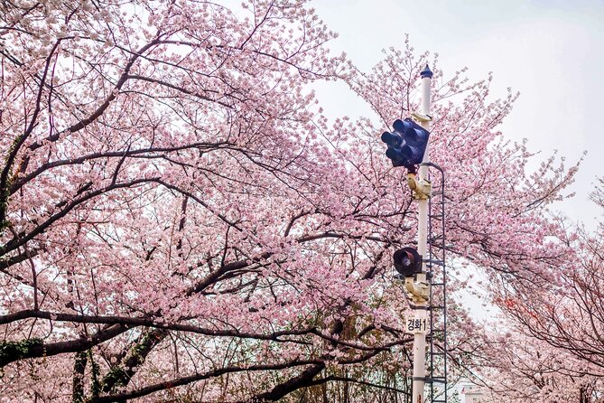 Jinhae Cherry Blossom Festival Gyeonghwa Stn Day Tour from Seoul - Free Time That Lets You Match the Day to Your Style