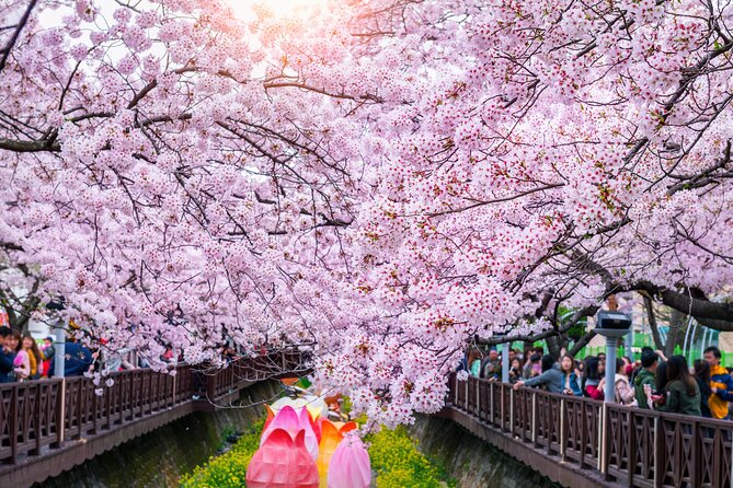Jinhae Cherry Blossom Festival Gyeonghwa Stn Day Tour from Seoul - Transport and Guide Support: Where This Tour Saves You Stress