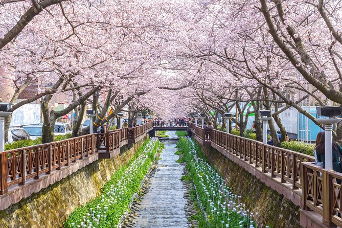 Jinhae Cherry Blossom Festival Gyeonghwa Stn Day Tour from Seoul - Price and Value: Is $66.53 a Good Deal?