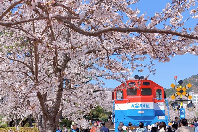 Jinhae Cherry Blossom Festival Gyeonghwa Stn Day Tour from Seoul - Long-Day Reality Check: The Main Tradeoff