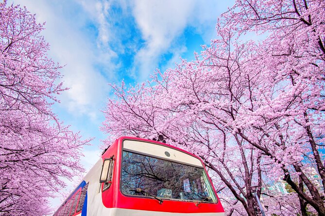 Jinhae's Cherry Blossoms Shuttle Bus depart from Seoul/Busan - Price and What You Get for $59
