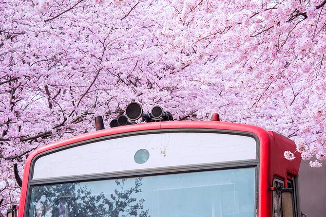 Jinhae's Cherry Blossoms Shuttle Bus depart from Seoul/Busan - Jinhae Gunhangje Festival Stop: Where the Day Starts