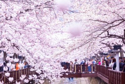 Jinhae’s Cherry Blossoms Shuttle Bus depart from Seoul/Busan