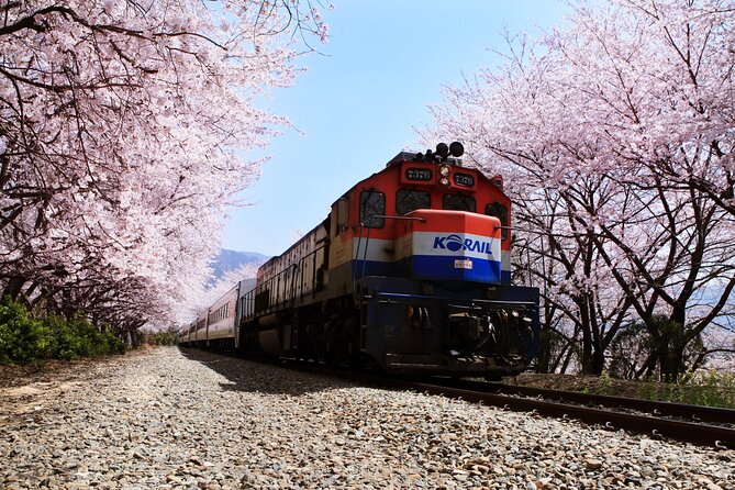 Jinhae's Cherry Blossoms Shuttle Bus depart from Seoul/Busan - Yusawa River Sakura Bridge: The Stop That Rewards a Slow Walk