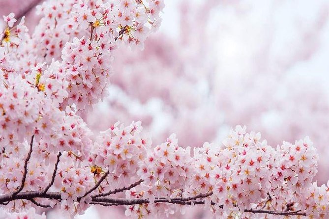 Jinhae's Cherry Blossoms Shuttle Bus depart from Seoul/Busan - Kyohe Train Station: Small Details, Big Atmosphere