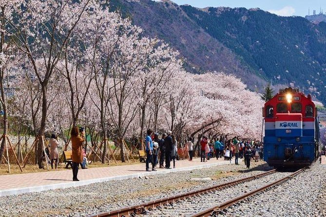 Jinhae's Cherry Blossoms Shuttle Bus depart from Seoul/Busan - Guided in Chinese or English: More Than Just Translation