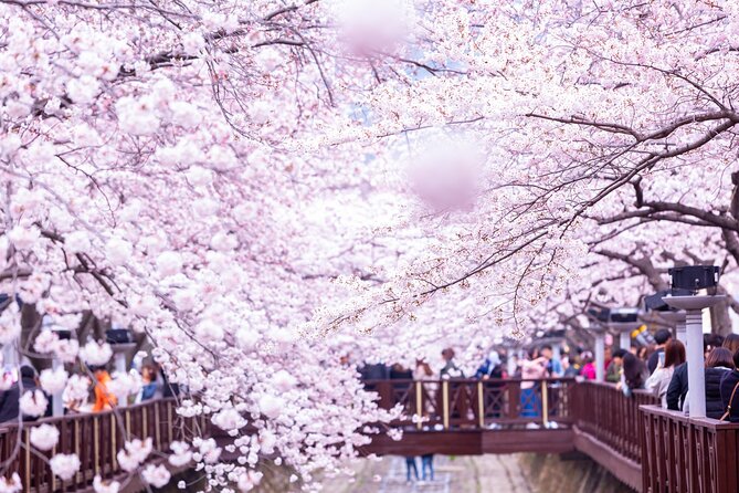 Jinhae's Cherry Blossoms Shuttle Bus depart from Seoul/Busan - Timing, Mobile Ticket, and the Small-Group Pace