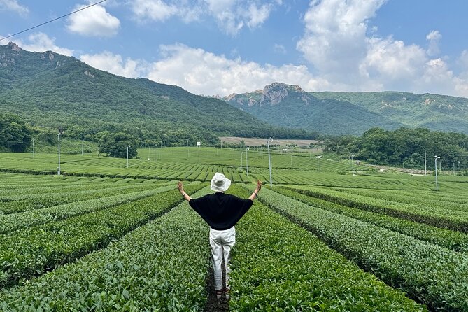 Korean Green Tea Tour - from Boseong to Gangjin (Private) - Key things to know before you go