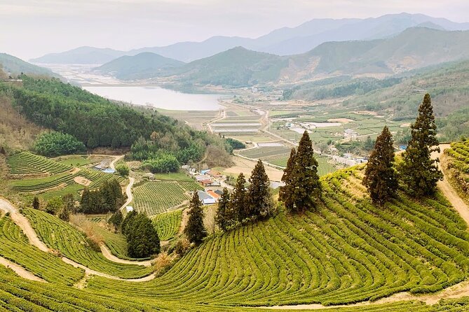 Korean Green Tea Tour - from Boseong to Gangjin (Private) - The Boseong tea field stop that sets expectations