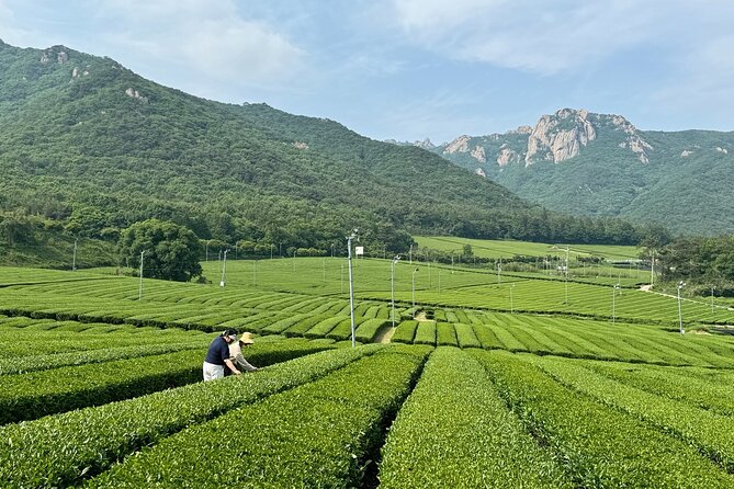 Korean Green Tea Tour - from Boseong to Gangjin (Private) - Seongjeon-myeon and the legacy of Baegun Okpan Tea