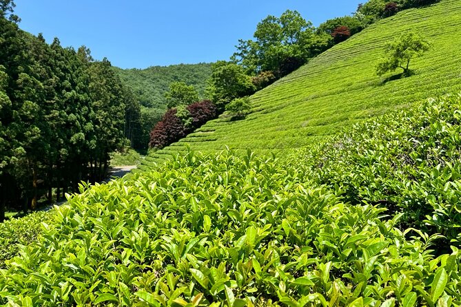 Korean Green Tea Tour - from Boseong to Gangjin (Private) - Tea ceremony and tastings: how to get more from the included food