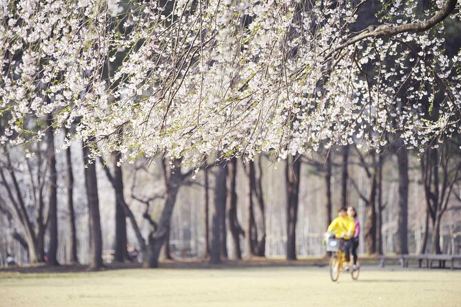 Mount Seorak and Nami Island One Day Tour from Seoul - Should You Book This Mount Seorak and Nami Island Day Tour?