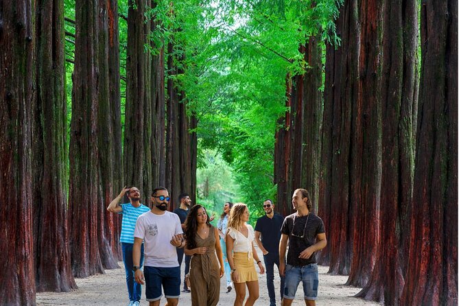 Nami Island & Garden of Morning Calm & Gangchon Railbike Tour - Meeting at Hongik Univ. Station, then swapping cities for winter calm