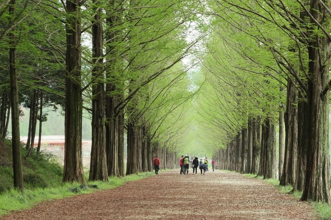 Nami Island& Petite France& Garden of Morning Calm& Italian Village One-Day Tour - Nami Island: tree-lined calm, plus Winter Sonata fame