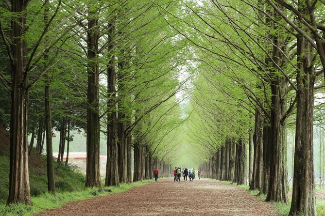 Nami Island & Petite France with Italian Village One-Day Tour - Why Nami Island and Petite France fit together so well