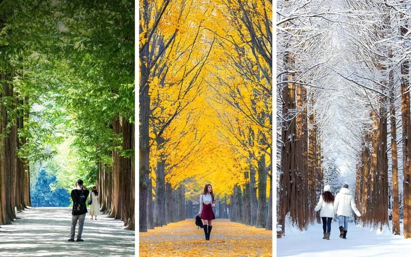Nami Island, Railbike & Alpaca Garden Day Trip from Seoul - Who should book this tour (and who might skip it)