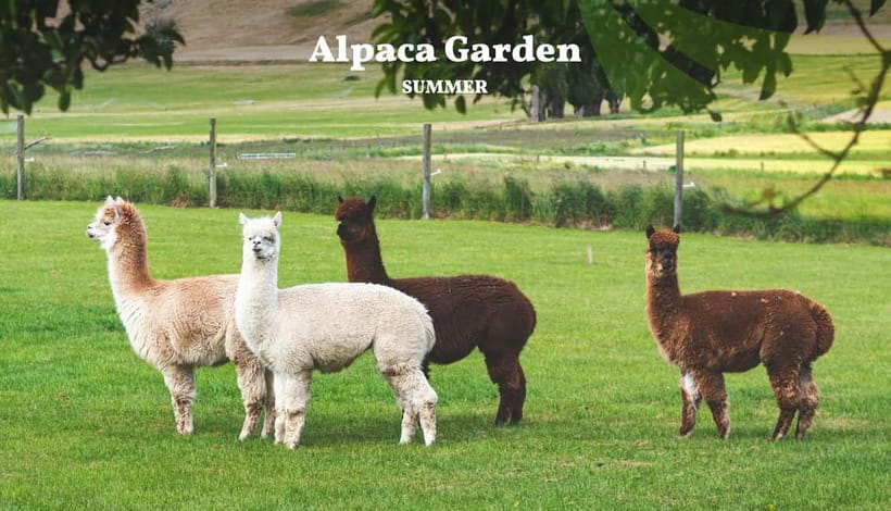 Nami Island, Railbike & Alpaca Garden Day Trip from Seoul - Why this Seoul day trip is good value at $78