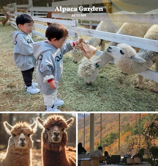 Nami Island, Railbike & Alpaca Garden Day Trip from Seoul - Riding the Gangchon Railbike: easy-to-moderate fun with big fall scenery