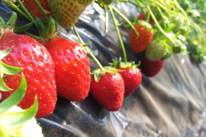 [Perfect Private Tour] Nami island, Petite France and Organic Strawberry Farm - How this private day trip fits Seoul travelers who hate chaos