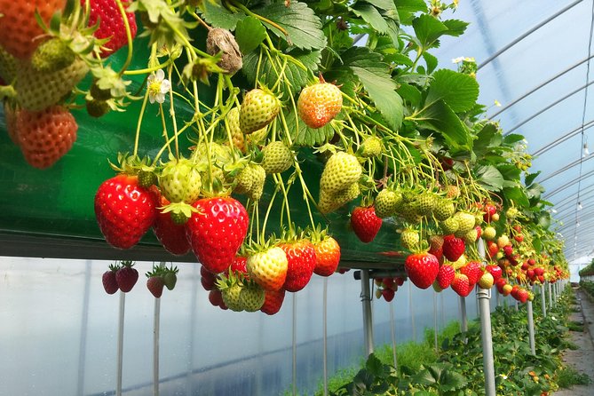 [Perfect Private Tour] Nami island, Petite France and Organic Strawberry Farm - Nami Island: a famous place that still feels like a break