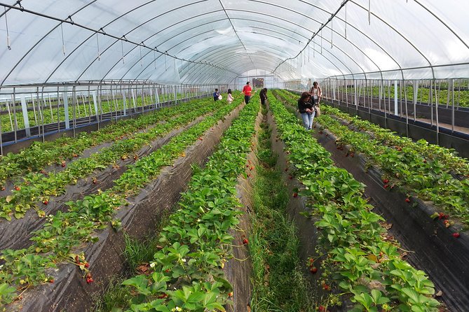 [Perfect Private Tour] Nami island, Petite France and Organic Strawberry Farm - Aram Berry Farm: organic strawberry picking and eating right away
