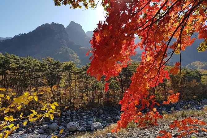 [Premium Private Tour] Mt Seorak & East Sea or Nami island from Seoul - Nami Island: choose it for the story and the stroll