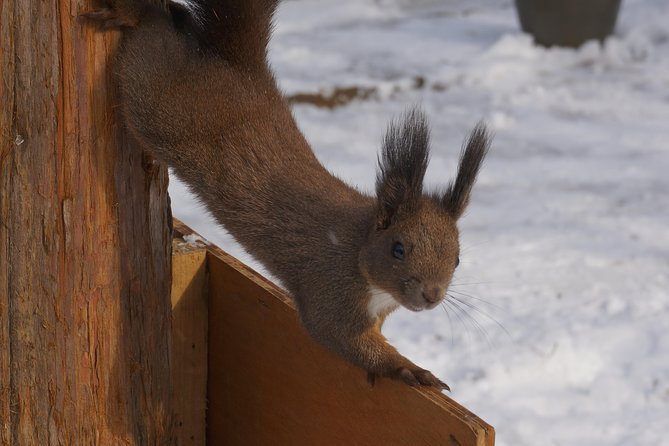 Private Tour: Nami Island& (Alpaca World 'or' Morning Calm)&Lunch - Who should book this tour, and who might want another option