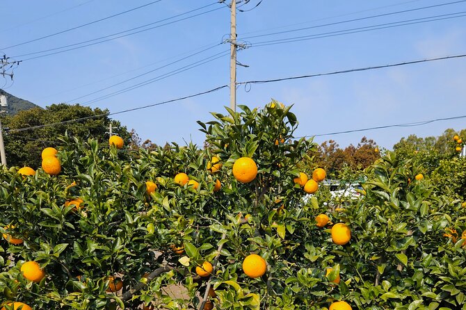 Private Tour South and West Jeju Island with Experienced Driver - Eoseungsaengak Peak (Eoseungsaengak) oreum hike: easy effort, great viewpoint payoff