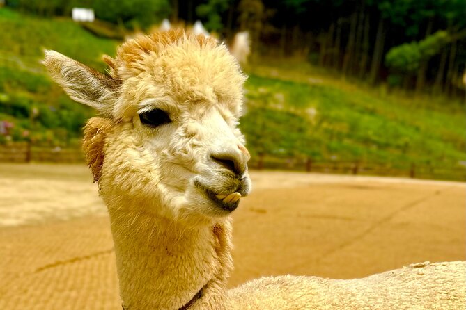 Private Tour to Alpaca world &Nami Island& Railbike with Tickets - Getting the Timing Right With Pickup, Stops, and a Calm Pace
