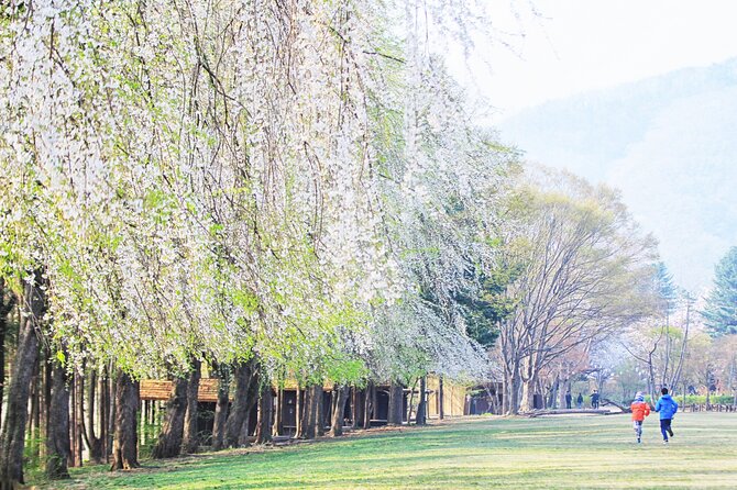 Private Tour to Alpaca world &Nami Island& Railbike with Tickets - Who This Tour Fits Best (and Who Might Prefer Something Else)