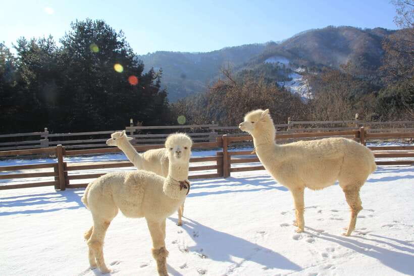 Seoul: Alpaca, Nami, Morning Calm or Eobi (+Rail Bike) - Key Highlights You Actually Feel