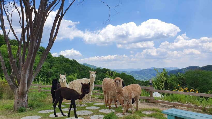 Seoul: Alpaca, Nami, Morning Calm or Eobi (+Rail Bike) - Price and Logistics for a 12.5-Hour Country Reset