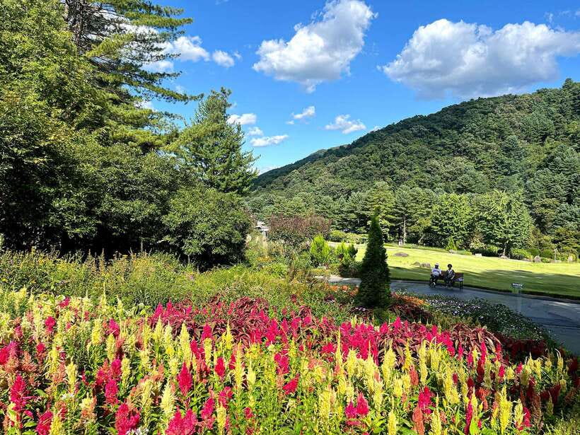 Seoul: Alpaca World and Nami Island (with Garden / Railbike) - Should you book this Alpaca World and Nami Island tour?