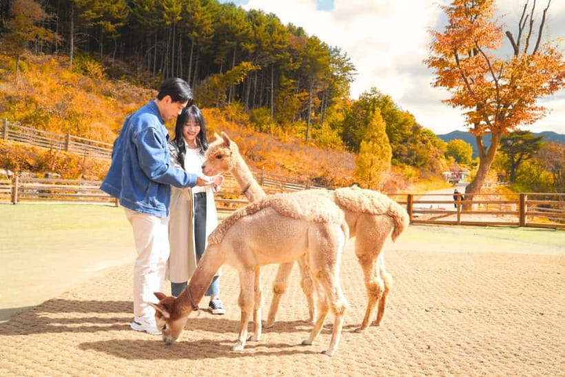 Seoul: Alpaca World and Nami Island (with Garden / Railbike) - Alpaca World: feeding, touching, and the feel-good factor