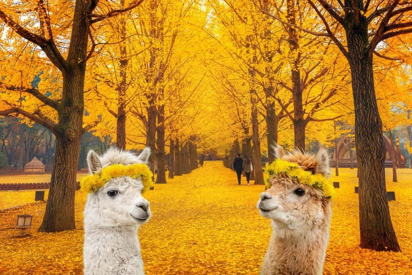 Seoul: Alpaca World & Nami Island optional Gangchon Railbike - Gangchon Rail Park railbike: pedaling old tracks with a thrill option