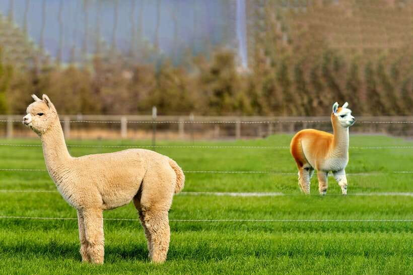 Seoul: Alpaca World, Railbike & Vivaldi Park Experience Tour - How pickup and the coach ride shape your day