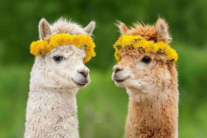 Seoul: Alpaca World, Railbike & Vivaldi Park Experience Tour - Gangchon Rail Bike: fun pedaling on an old track