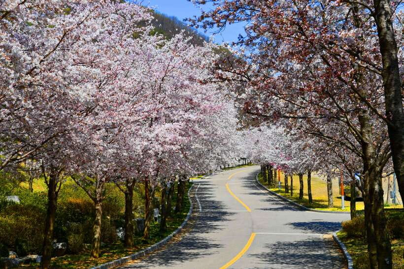 Seoul: Alpaca World, Railbike & Vivaldi Park Experience Tour - Who this tour suits best, and who should think twice