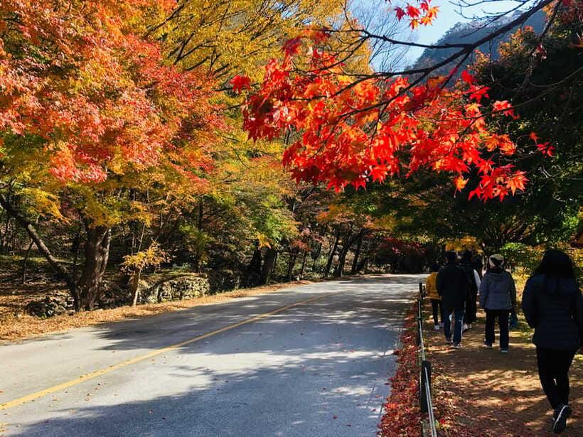 Seoul: Autumn Foliage - Mt. Naejang + Jeonju Hanok Village - Weather reality check: rain, fog, and cable car choices on the mountain