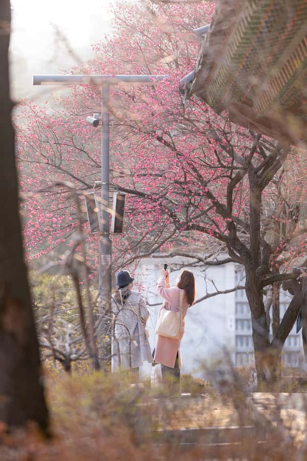 Seoul: Bongeunsa Temple and Gourmet Night Tour in Gangnam - Should You Book This Seoul Night Tour?