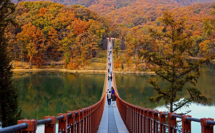 Seoul: DMZ Tour & Suspension Bridge (Option English/Spanish) - The morning start from Seoul: timing that matters