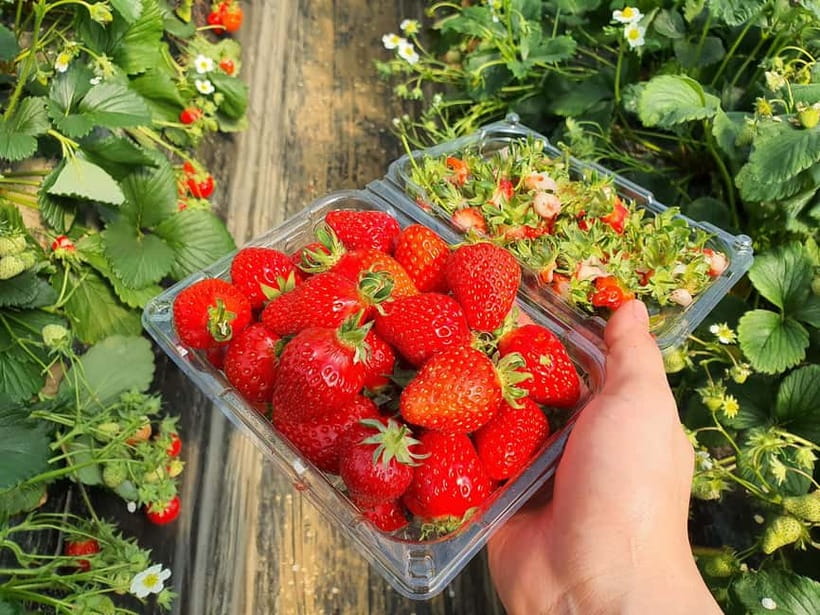 Seoul: Eobi Valley(Winter), Strawberry, Nami Island and Bike - Who this tour fits best, and who might want a different plan