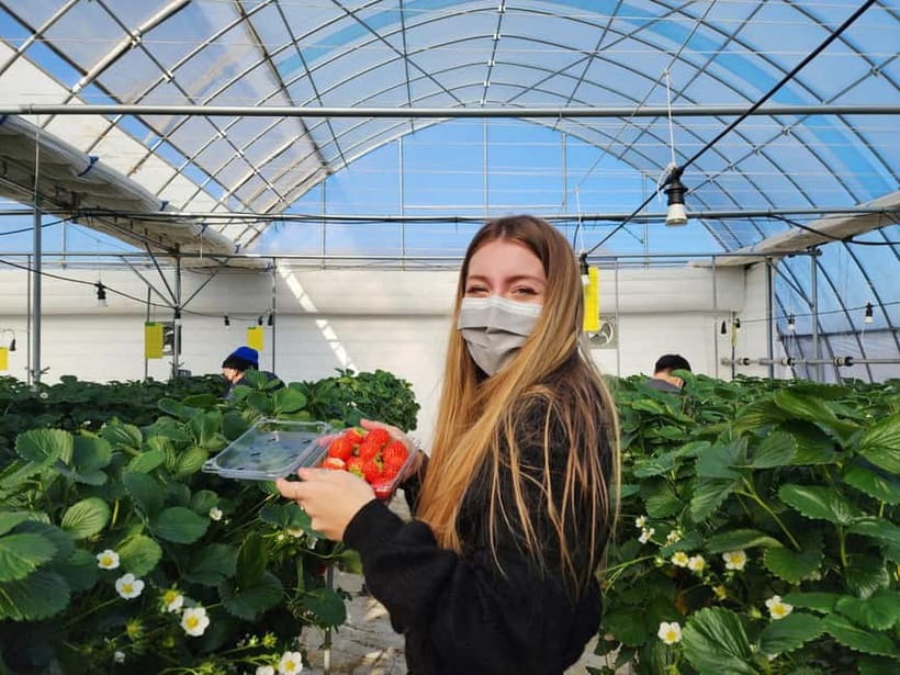 Seoul: Eobi Valley(Winter), Strawberry, Nami Island and Bike - Should you book this Seoul winter strawberry, Nami and railbike tour?
