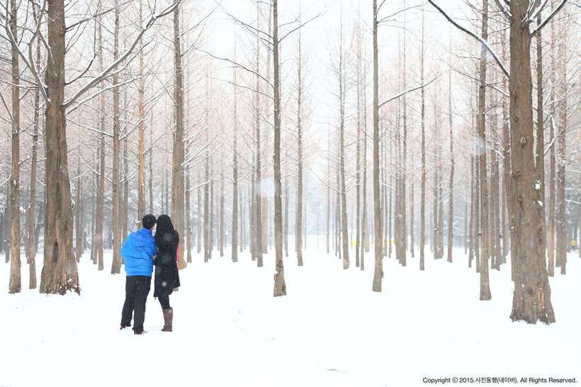 Seoul: Full-Day Winter Trip Ski Resort, Ice Valley, Namiseom - Nami Island: the romantic winter walk part, with ferry time included