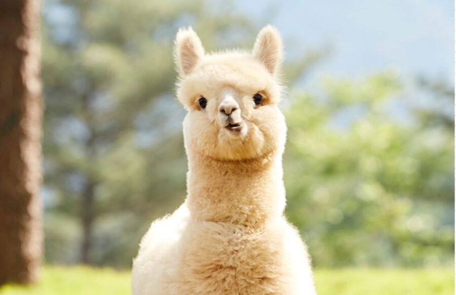 Seoul: Gangwon-do Day Trip with Alpaca World & Nami Island - Price and value: why $64 can make sense if you’ll use the inclusions