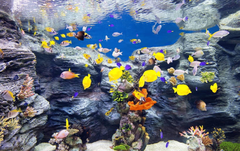 Seoul: Lotte World Aquarium Ticket - Key takeaways before you go
