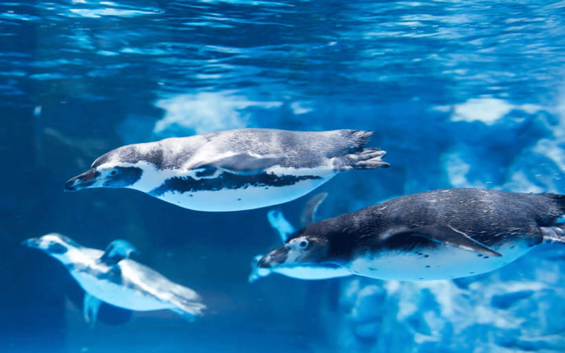 Seoul: Lotte World Aquarium Ticket - Lotte World Aquarium in Songpa-gu: what your ticket actually delivers