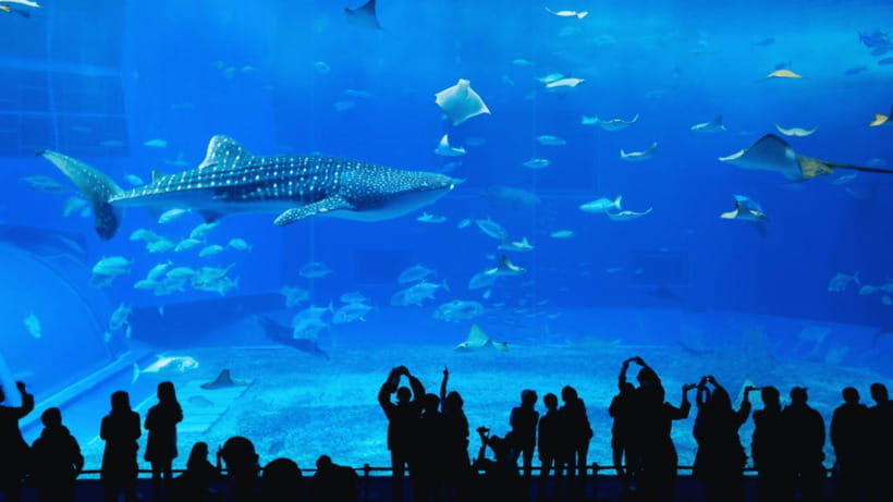 Seoul: Lotte World Aquarium Ticket - Tickets and entry logistics: exchange your e-ticket the right way