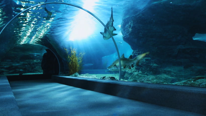 Seoul: Lotte World Aquarium Ticket - Price and value: is $26 worth it?