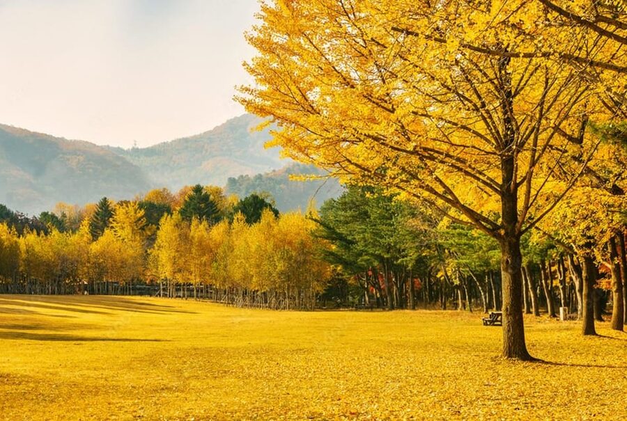 Seoul: Mt. Seorak & Nami Island & Eobi Ice Valley Day Tour - The guide factor: when the day feels smooth, and when it does not